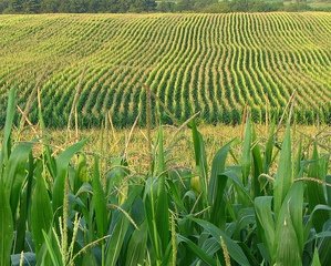 More and more lands are now being turned for crop use to support the high demand of corn for corn-based ethanol fuel production.
