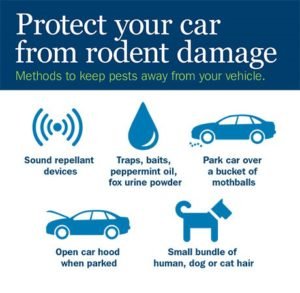 Protect car from rodent damage
